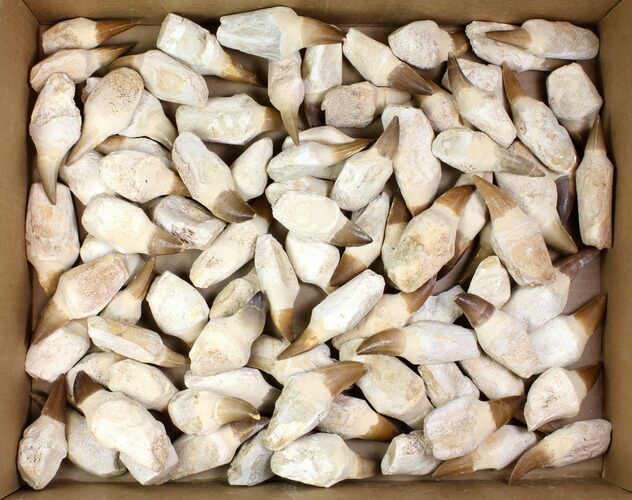 Lot - to Fossil Mosasaur Teeth (Restored Roots) - Pieces #140952